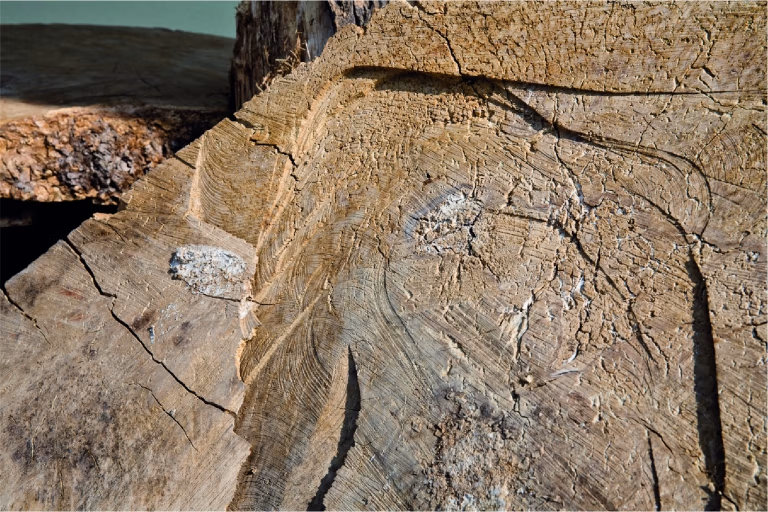 Massivholz mit natürlicher Struktur als Materialkonzept für MORGEN Manufaktur, Schreinermöbel und hochwertige Möbel.